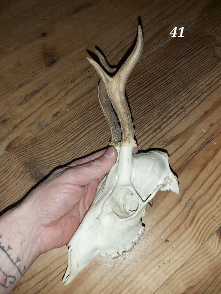 Trophée Chevreuil - Crâne Entier 41