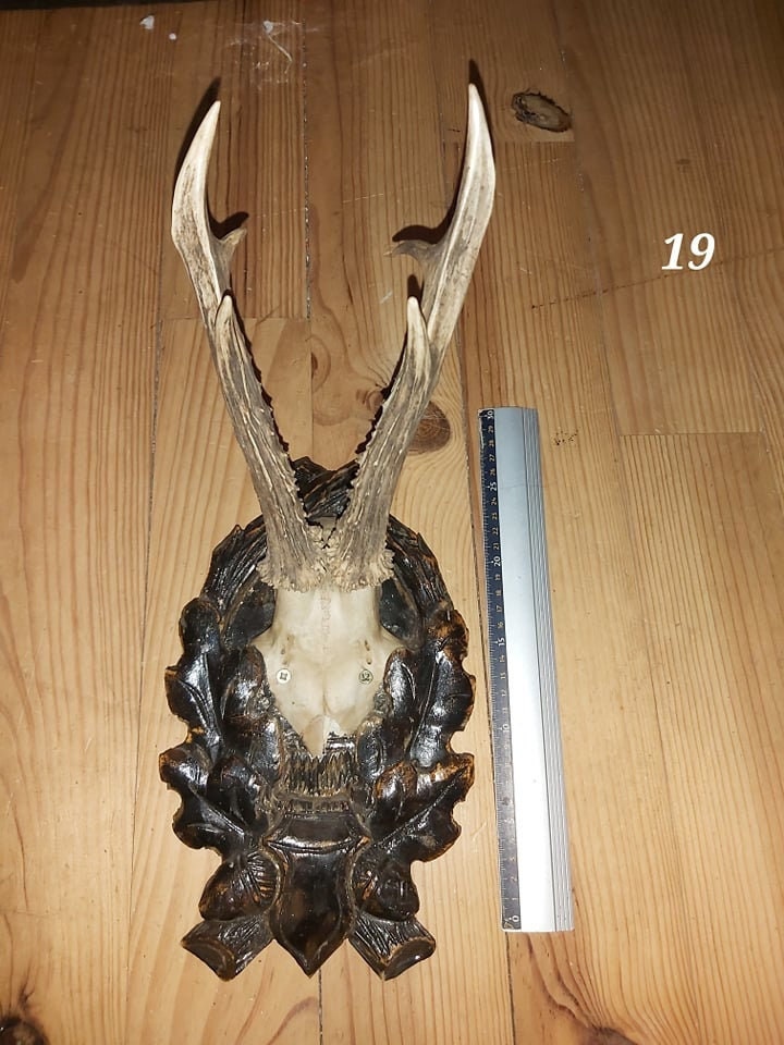 Scalp de Chevreuil - Antique 19