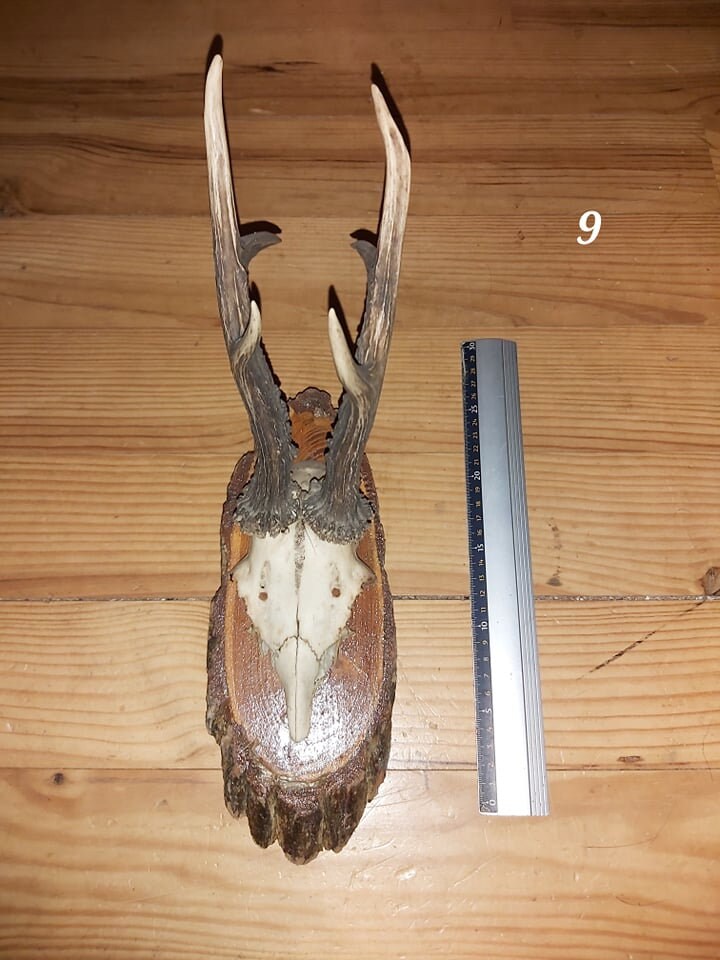 Scalp de Chevreuil - 9