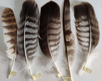 Real Hawk feathers, Northern goshawk. Cruelty free, cleaned and restored