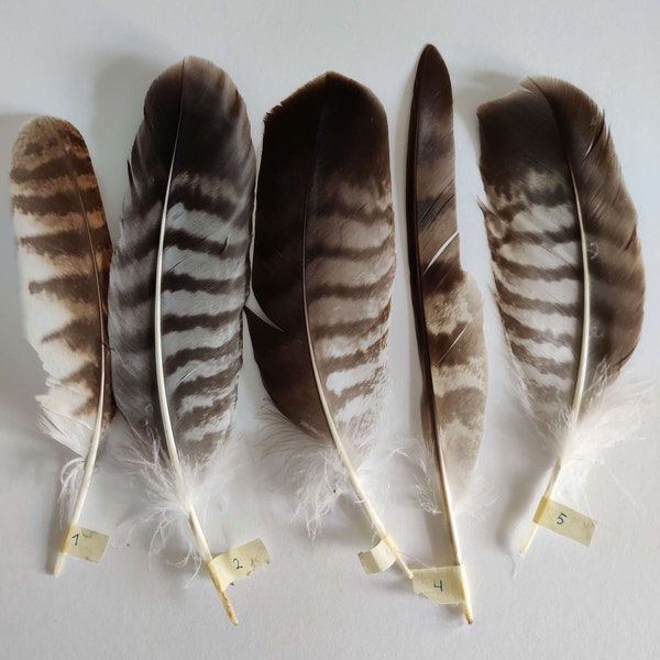 Real Hawk feathers, Northern goshawk. Cruelty free, cleaned and restored