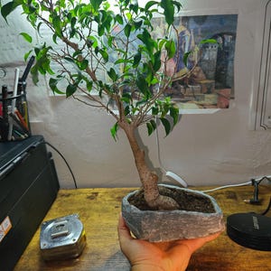 May include: A small bonsai tree with vibrant green leaves and a textured trunk. The tree is planted in a gray, stone-like pot. The bonsai is a miniature version of a larger tree, often used for decorative purposes.