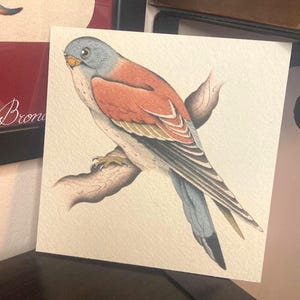 Cernícalo primilla de los Sassi - Impresión artística de 12 cm x 12 cm sobre papel de algodón premium