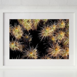The Teddy Bear Cholla Cactus Nature Photography Print