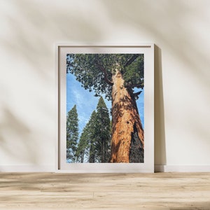 Sequoia National Park Giant Sequoia Print