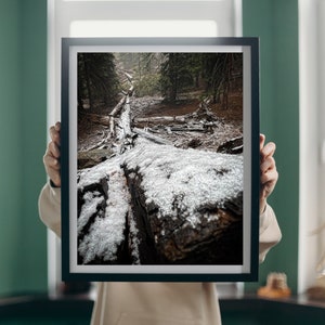Sequoia National Park Snowy Woods Print