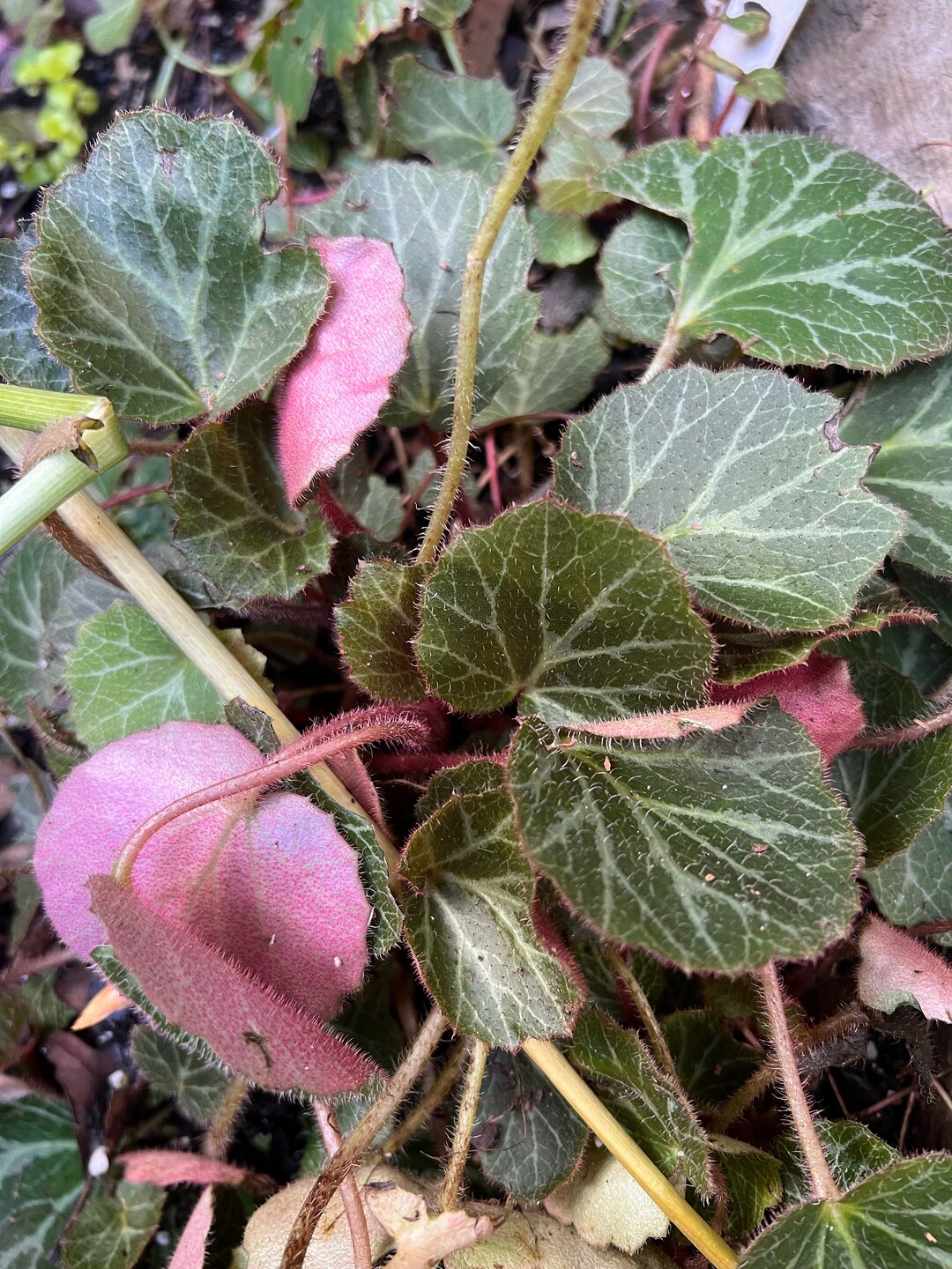 Hardy Begonia / Strawberry Begonia saxifraga Stolonifera Etsy