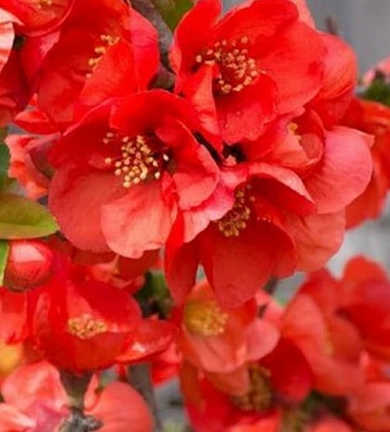 Spitfire Flowering Quince chaenomeles Speciosa Etsy
