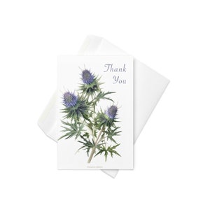 Acebo marino alpino - Tarjeta de agradecimiento botánico