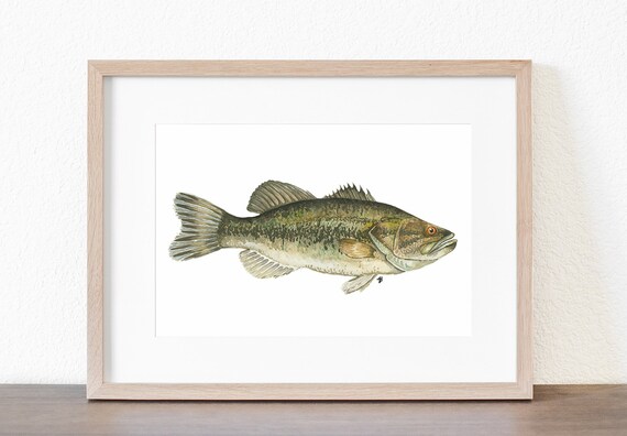 Largemouth Bass Realistic Fish Painting Watercolor Painting Print