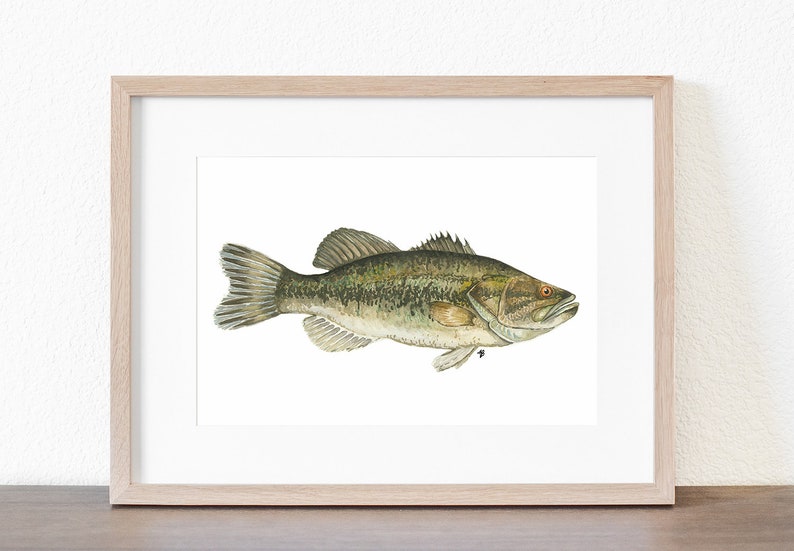 Largemouth Bass Realistic Fish Painting Watercolor Painting Print, Rustic Cabin and Cottage ...