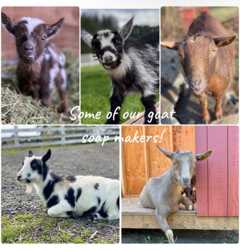 May include: Five goats of different breeds and colors, including a black and white goat, a brown goat, and a white goat with black spots. The goats are standing on a variety of surfaces, including grass, hay, and wood. The text "Some of our goat soap makers!" is written on a wooden surface.