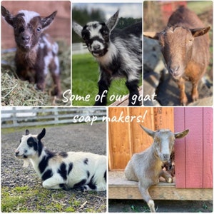 May include: Five goats of different breeds and colors, including a black and white goat, a brown goat, and a white goat with black spots. The goats are standing on a variety of surfaces, including grass, hay, and wood. The text "Some of our goat soap makers!" is written on a wooden surface.