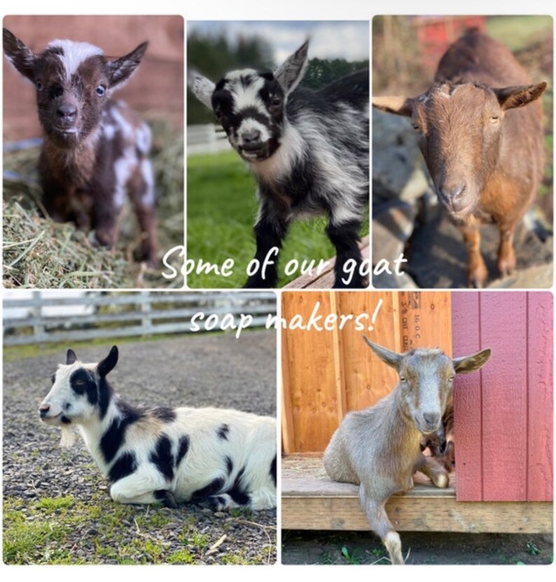 May include: Five goats of different breeds and colors, including a black and white goat, a brown goat, and a white goat with black spots. The goats are standing on a variety of surfaces, including grass, hay, and wood. The text "Some of our goat soap makers!" is written on a wooden surface.