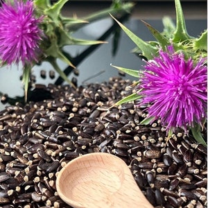 Milk thistle Seeds, Silybum Marianum, Organic Seeds, Milk Thistle Premium Seeds