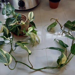 Available Spring &#39;23 - Rooted Philodendron Rio Cuttings