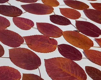 Myrtle Crape Autumn Leaves