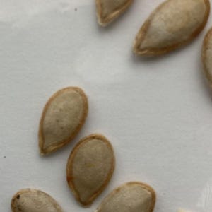 24 Arabische pompoenpitten