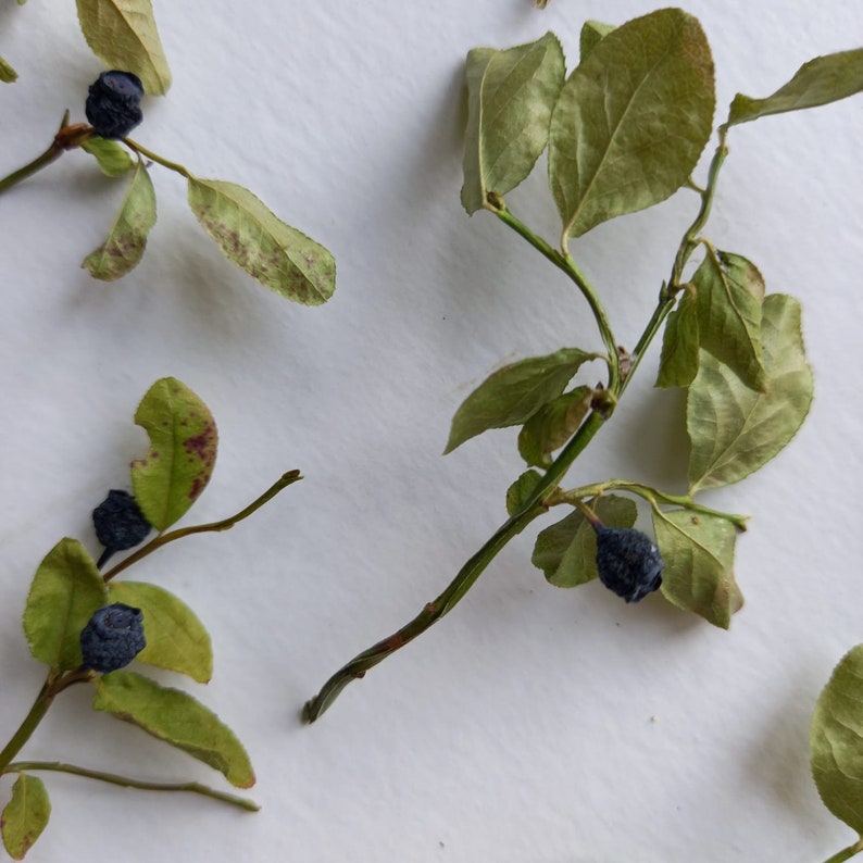 Dry Wild Blueberry Stems With Fruit Etsy
