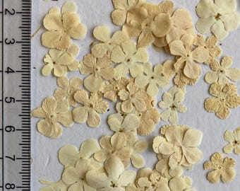 Pressed Tiny White Flowers