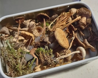 100 Pcs. Mixed Mushrooms for Resin Craft