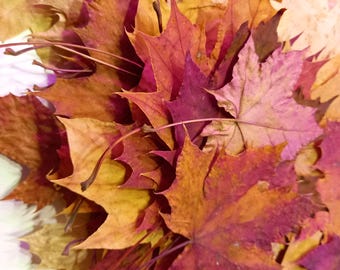 25 Pressed Maple Leaves