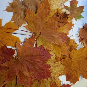 50 Pressed Maple Leaves