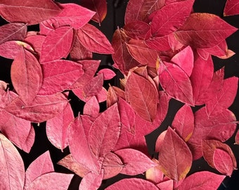 Pressed Red Blueberry Leaves