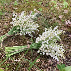 Air Dried Lily of the Valley