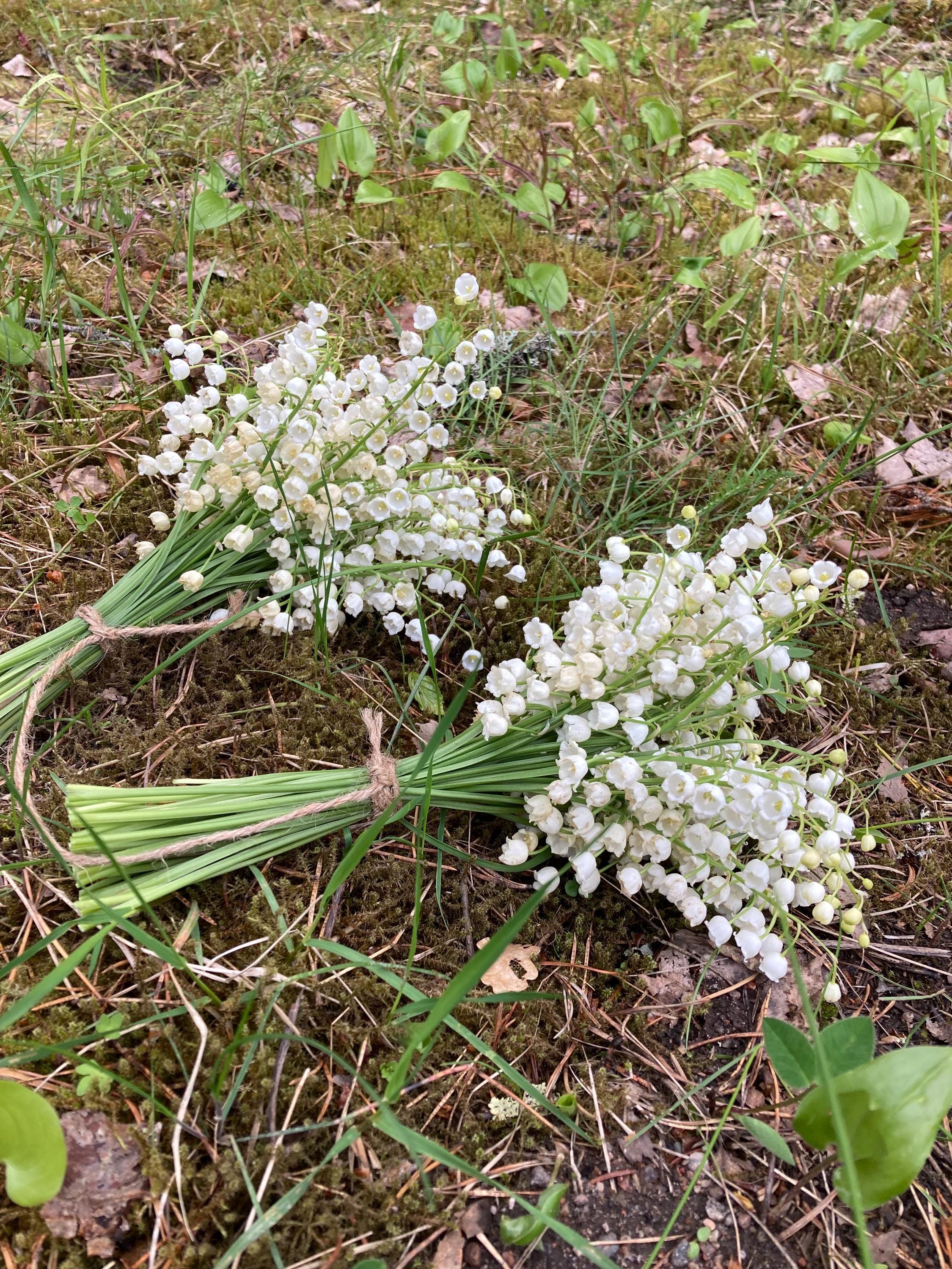 Air Dried Lily of the Valley