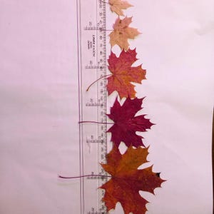 Op de afbeelding: Een verzameling kleurrijke esdoornbladeren in rood, oranje en bruin, naast een transparante liniaal. Het grootste blad meet ongeveer 10 cm. De liniaal is gemarkeerd in centimeters en inches.