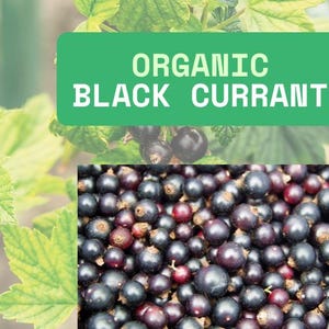 Natural Black Currant Powder