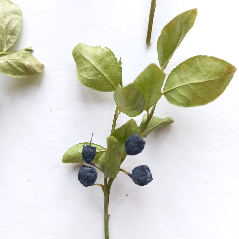 Dry Wild Blueberry Stems With Fruit Etsy