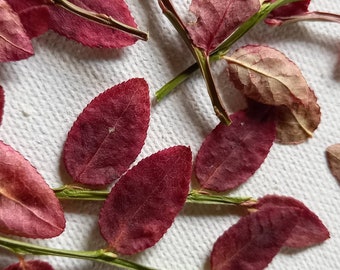 Red wild blueberry leaves