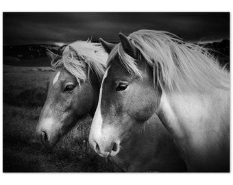 Iceland Horses Premium Poster Print | Wall Art Photography | Fine Art Prints | Black and White Photography