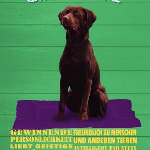 Op de afbeelding: Een chocolade Labrador Retriever hond die op een paars kussen zit tegen een groene houten achtergrond. De hond kijkt omhoog en de tekst "LABRADOR CHOCOLATE" is in wit boven de hond geschreven. De tekst onder de hond luidt "WINNEND VRIENDELIJK TEGENOVER MENSEN EN ANDERE DIEREN HOUDT VAN GEESTIGE EN LICHAAMELIJKE ACTIVITEIT ZEER GIERIG OM TE TRAINEN HET LIEFST BUITEN".