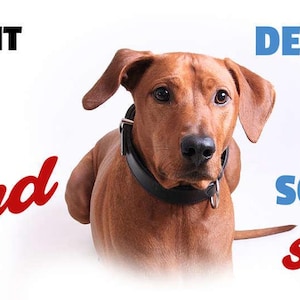 Sign if I don't know what to do I ask my dog no idea looks cute