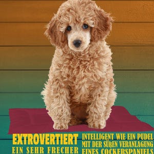 Könnte beinhalten: Ein brauner und weißer Cockapoo-Hund sitzt auf einem roten Teppich. Der Hund schaut in die Kamera. Der Text "COCKAPOO" ist in Weiß über dem Hund geschrieben. Der Text unter dem Hund lautet: "EXTROVERTIERT INTELLIGENT WIE EIN PUDEL MIT DER SÜSSEN VERANLAGUNG EINES COCKERSPANIELS EIN SEHR FRECHER KLEINER CLOWN LIEBT ES, IMMER LIEBEVOLL UND BEZAUBERND NEUE TRICKS ZU ZEIGEN MAG UNGERN ALLEIN GELASSEN WERDEN"