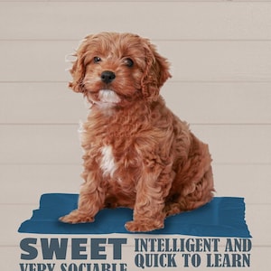 Skylt som säger cavapoo profil vänlig hund jw