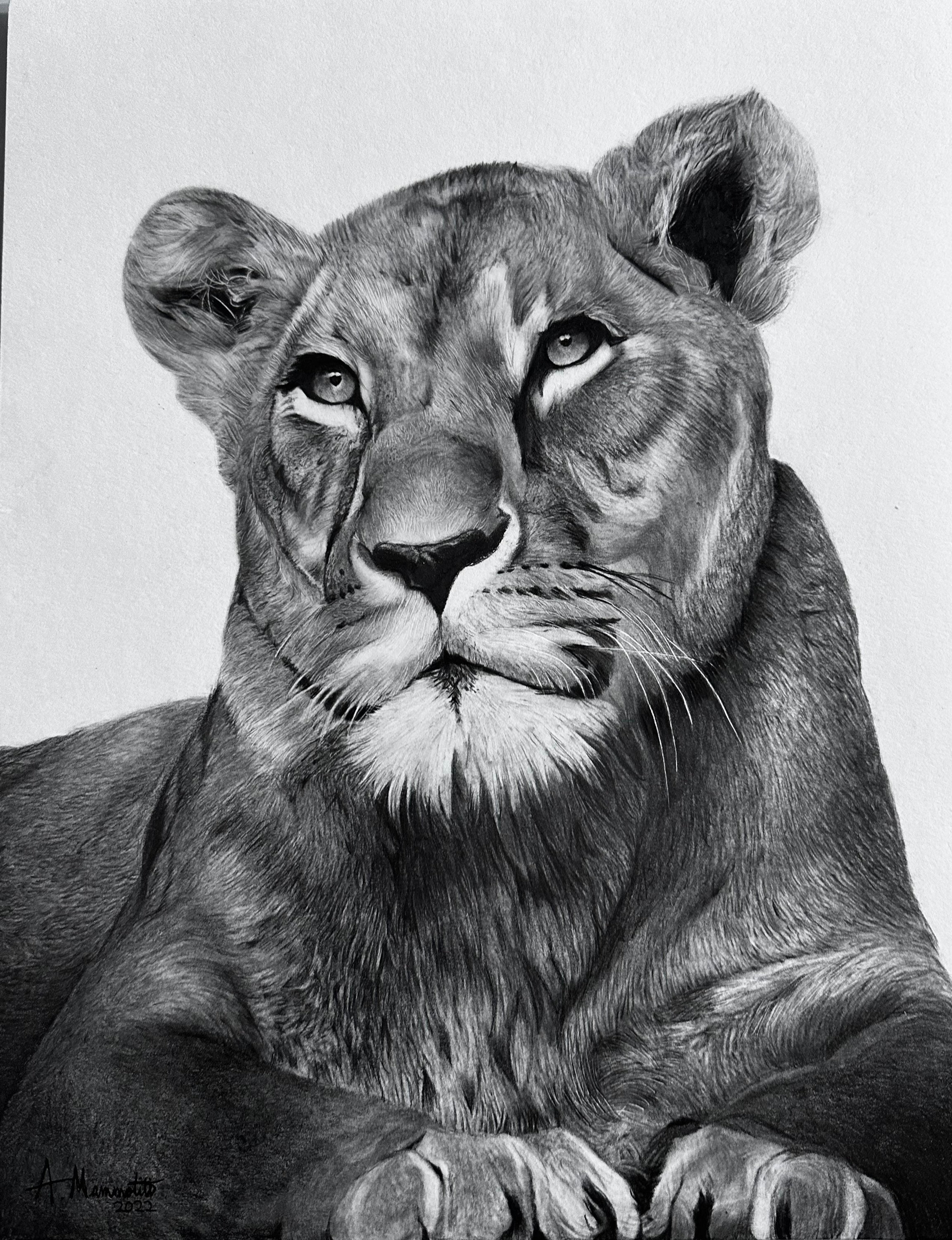 Pin by Kt Hartman on Pen, Pencil & PC  Realistic animal drawings, Pencil  drawings of animals, Animal drawings