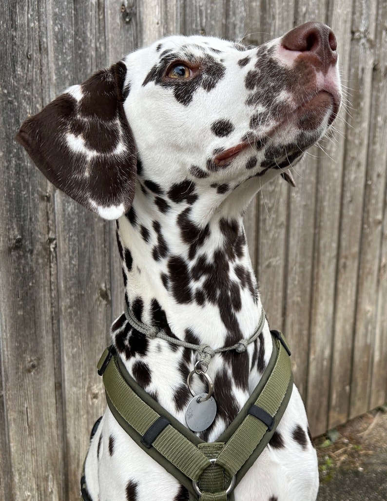 Reflektierendes Halsband für Hundemarke, größenverstellbares Halsband für Hundemarken aus Paracord, Markenhalsband, Hundemarken Halsband Bild 6