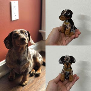 Op de afbeelding: Een gevlekte teckel zit op een houten vloer naast een muur. Twee gehaakte teckelpuppy's worden in een hand gehouden. De puppy's zijn bruin, zwart en wit. De muur is roodbruin geschilderd.