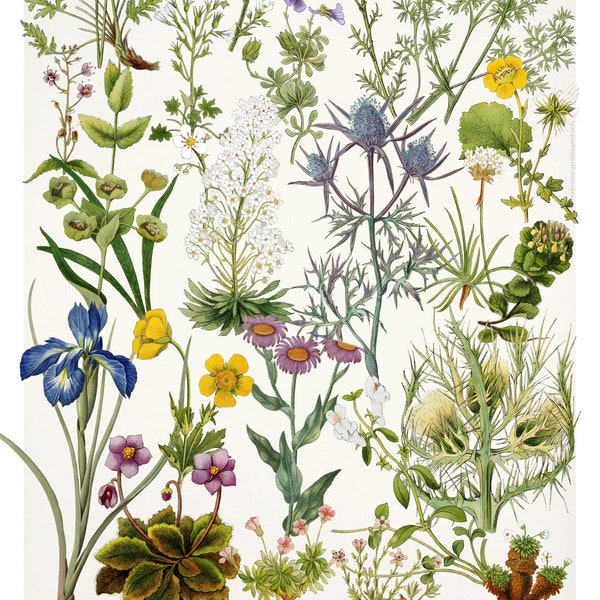 Affiche botanique Flore endémique des Pyrénées − série 1