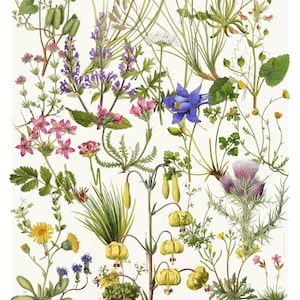 Peut inclure: Une illustration botanique de 27 fleurs différentes originaires des Pyrénées. Les fleurs sont représentées à l'aquarelle et sont étiquetées avec leurs noms scientifiques. L'illustration est intitulée "Flore Endemique des Pyrenees" et est datée de 2006-2.
