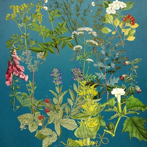 Cartel botánico: Brujas, plantas medicinales.