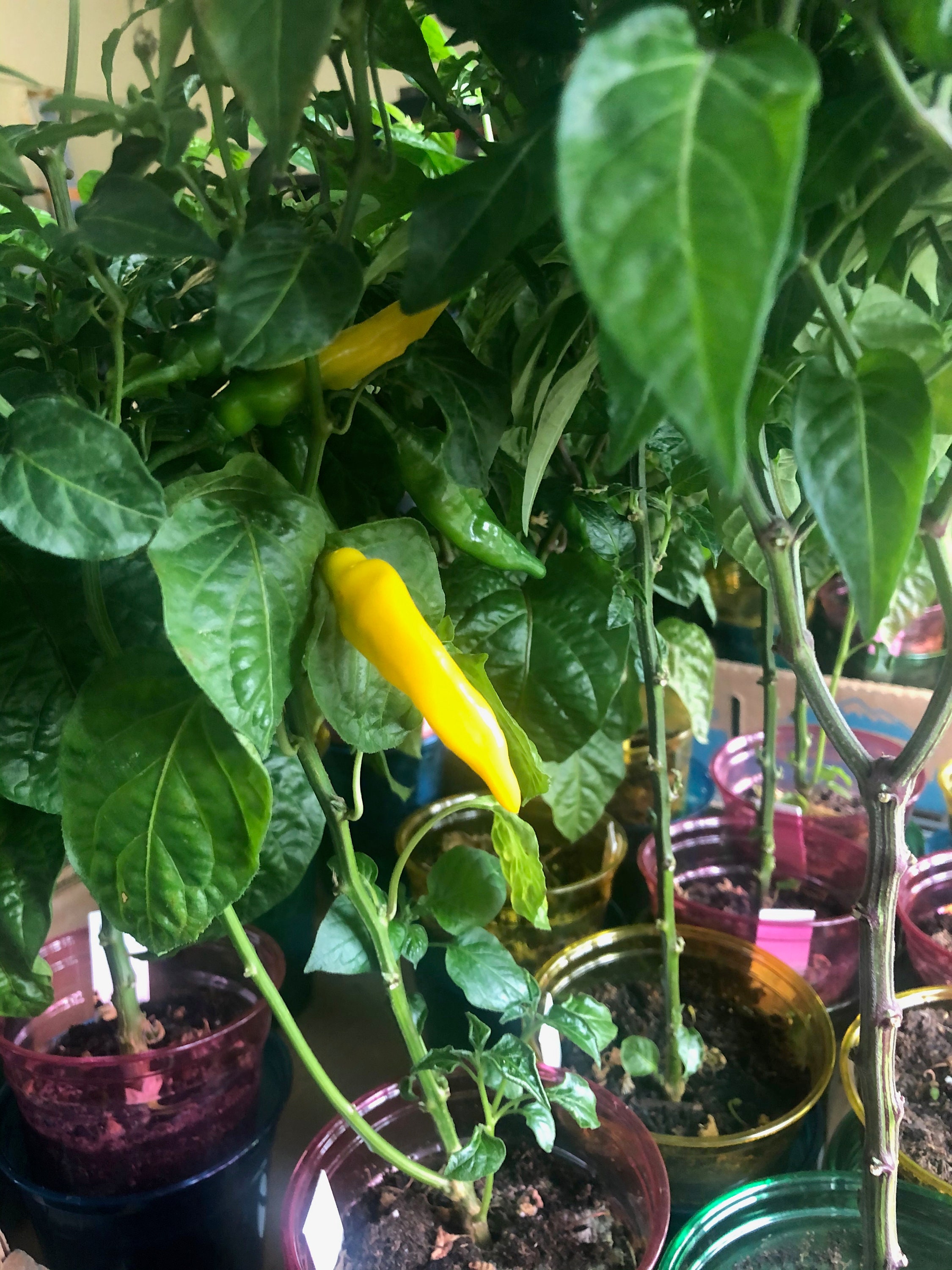 Aji Lemon Drop Pepper Seeds 2021 Etsy
