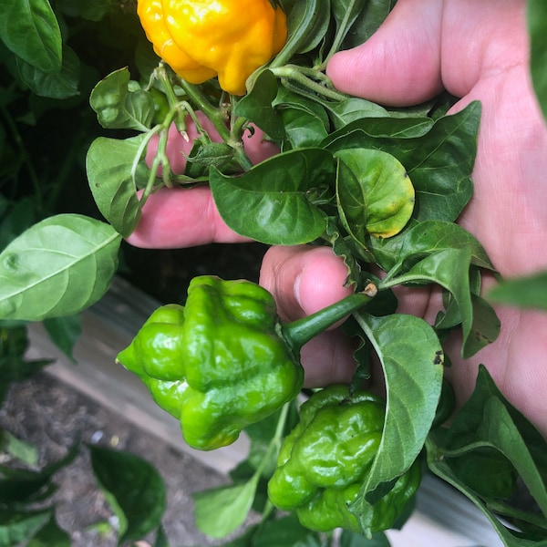 MOA Scotch Bonnet pepper seeds (2021)