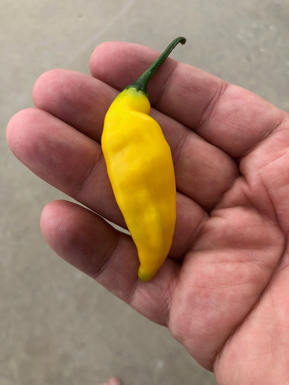 Aji Pineapple Pepper Seeds 2021 Etsy