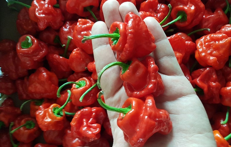 Red Jamaican Mushroom Pepper Seeds 2021 Etsy