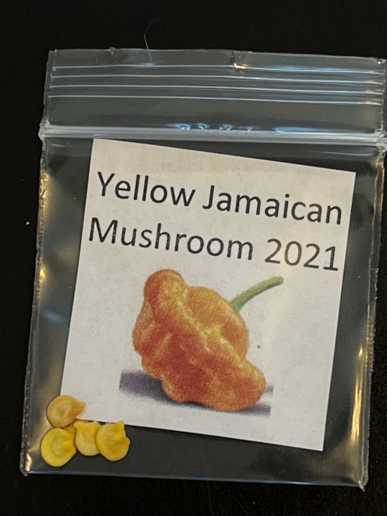 Yellow Jamaican Mushroom Pepper Seeds 2021 Etsy